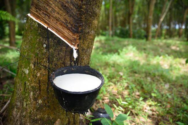 推行第三年橡膠農(nóng)戶收入保障項目 推行第三年橡膠農(nóng)戶收入保障項目