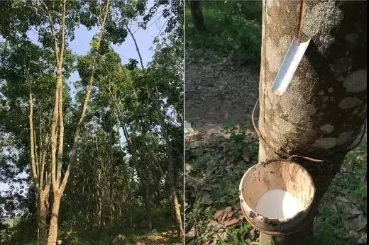 車市預(yù)計(jì)回暖 天膠年初或保持窄幅增長態(tài)勢 車市預(yù)計(jì)回暖 天膠年初或保持窄幅增長態(tài)勢