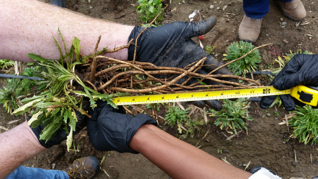 在美國(guó)，天然橡膠已被歸類(lèi)為戰(zhàn)略原材料，是軍用、飛機(jī)和卡車(chē)輪胎的關(guān)鍵成分